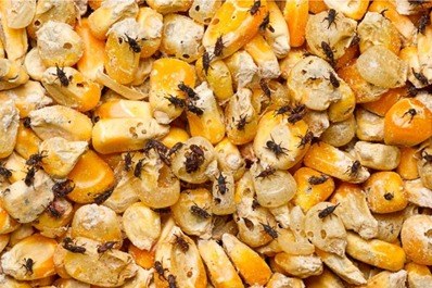 Granos de maíz con gorgojos, insecto plaga de grano almacenado